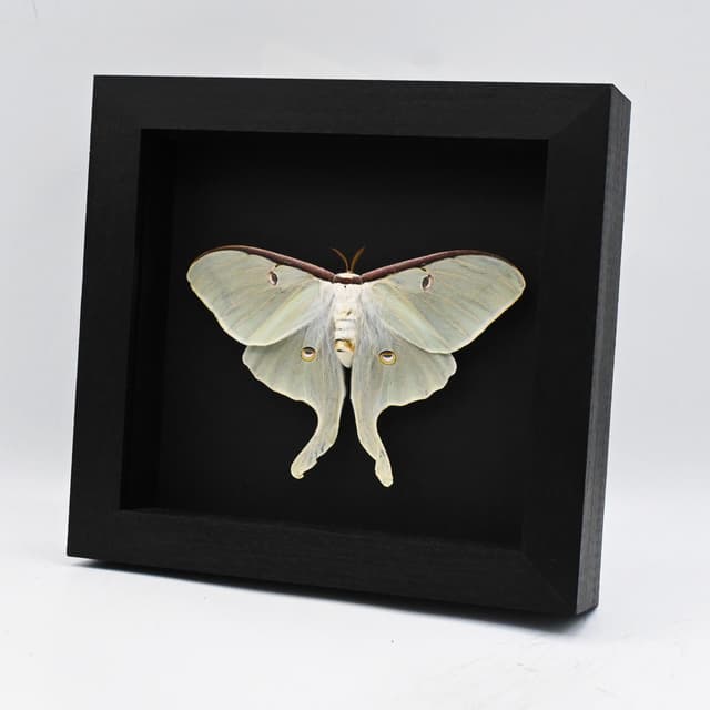 XL real Luna Moon moth framed taxidermy - Actias luna - female - Victorian mount