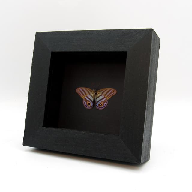 Rare purple Metalmark butterfly framed taxidermy - Chloreuptychia agatha - Victorian mount