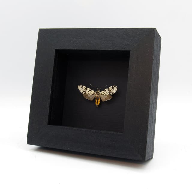 Real tiny Arctiid moth framed taxidermy - Galethalea portoricensis