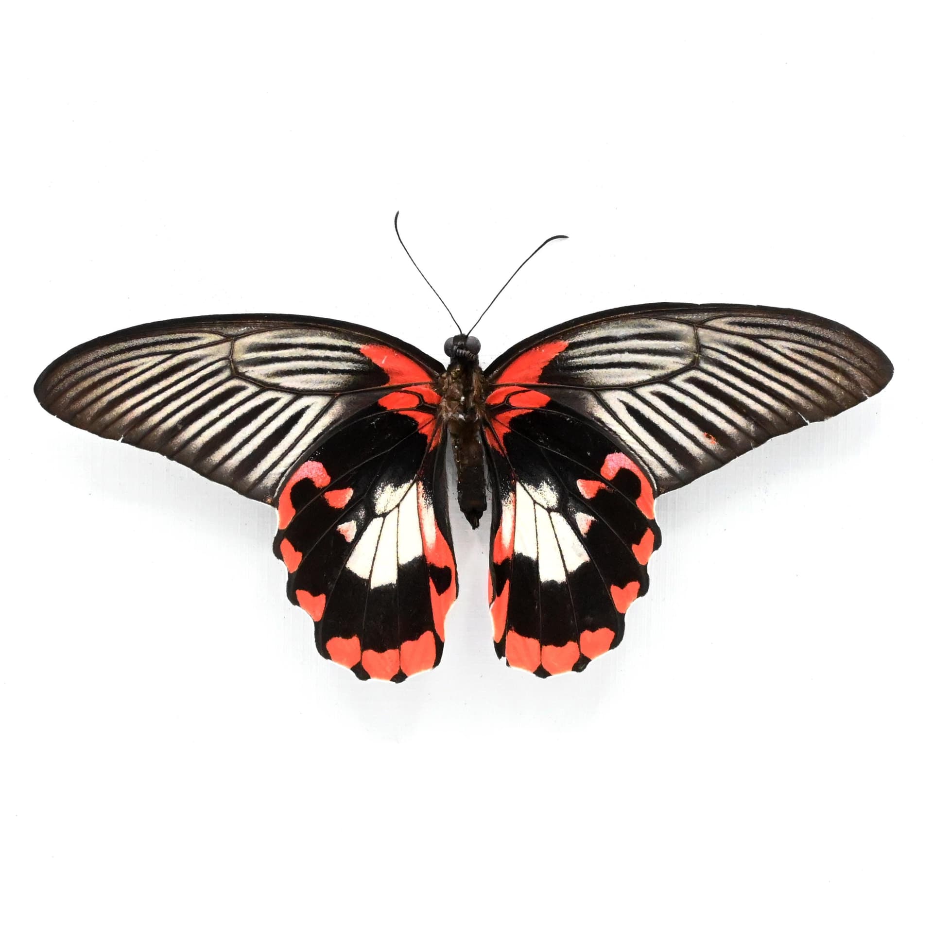 Large red Swallowtail butterfly framed taxidermy - Papilio rumanzovia - female - Victorian mount