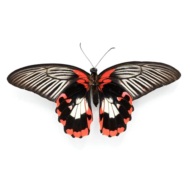 Large red Swallowtail butterfly framed taxidermy - Papilio rumanzovia - female - Victorian mount