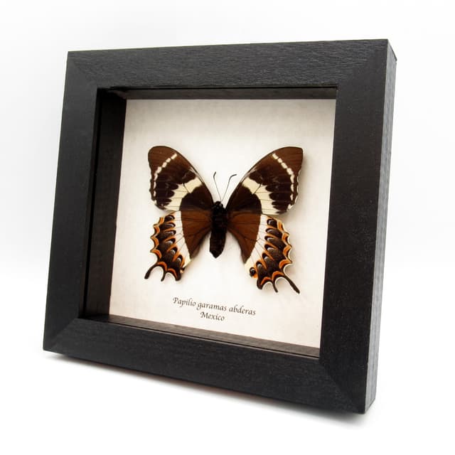 Rare black Magnificent Swallowtail butterfly framed taxidermy - Papilio garamas abderas