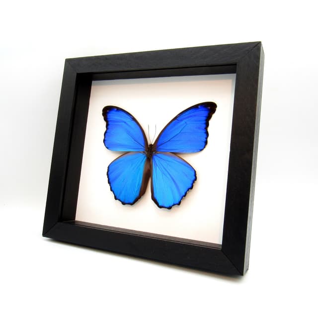 Real large metallic blue Morpho framed butterfly taxidermy - Morpho menelaus alexandrovna