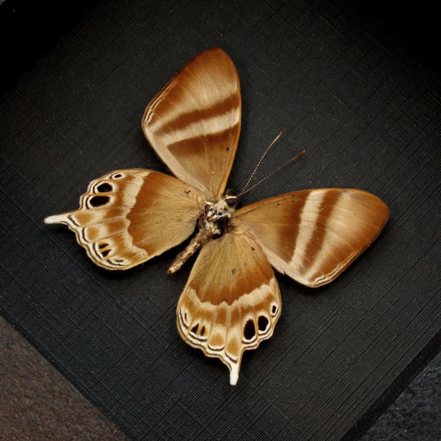 Real Malay Tailed Judy butterfly framed taxidermy - Abisara savitri