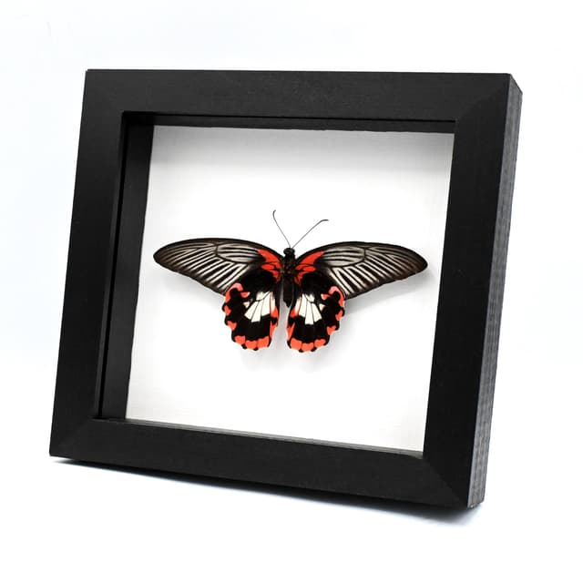 Large red Swallowtail butterfly framed taxidermy - Papilio rumanzovia - female - Victorian mount