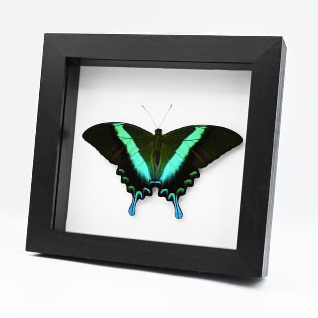 Real Peacock Swallowtail butterfly framed taxidermy - Papilio blumei - Victorian mount