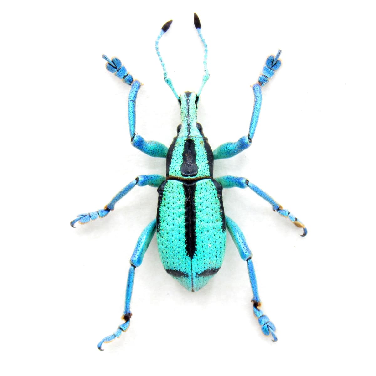 Rare glitter Weevil framed taxidermy - Eupholus prasinus - extra glitter