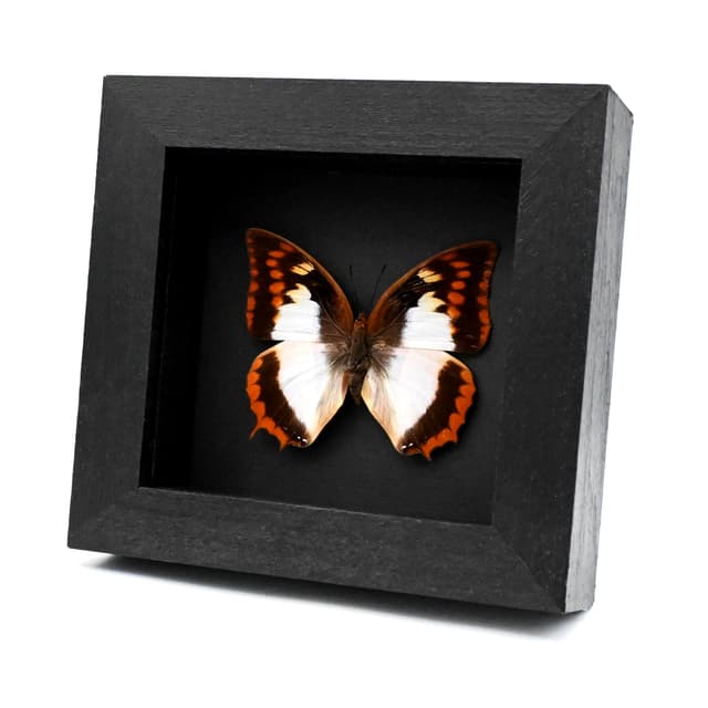 Rare Flame Bordered Charaxes butterfly framed taxidermy - Charaxes protoclea azota - female