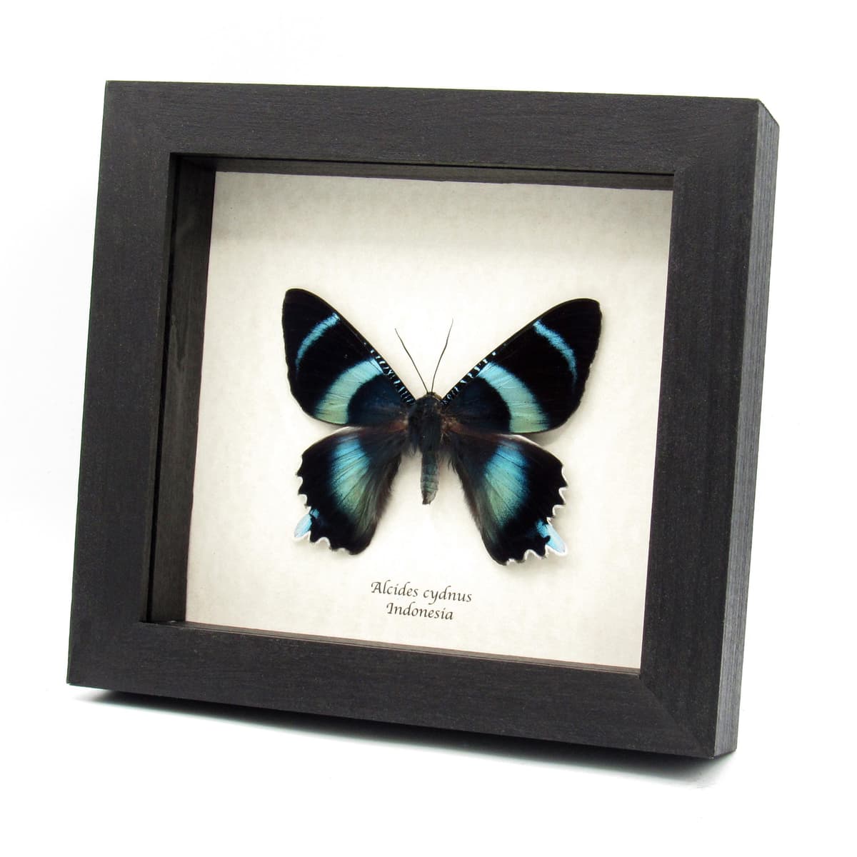Rare blue moth framed - Alcides cydnus