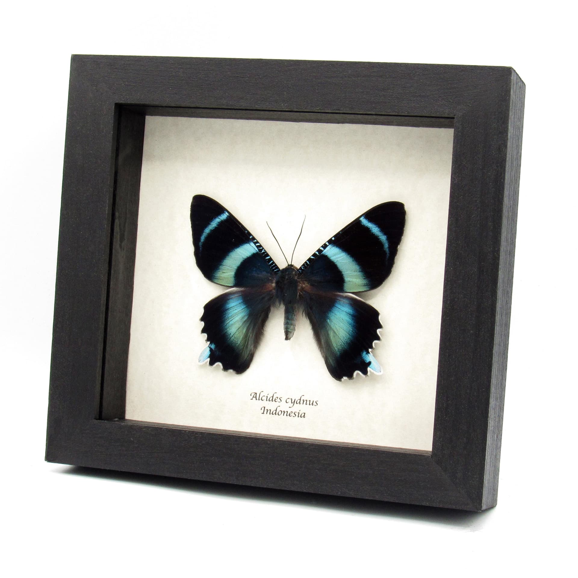 Rare blue moth framed - Alcides cydnus
