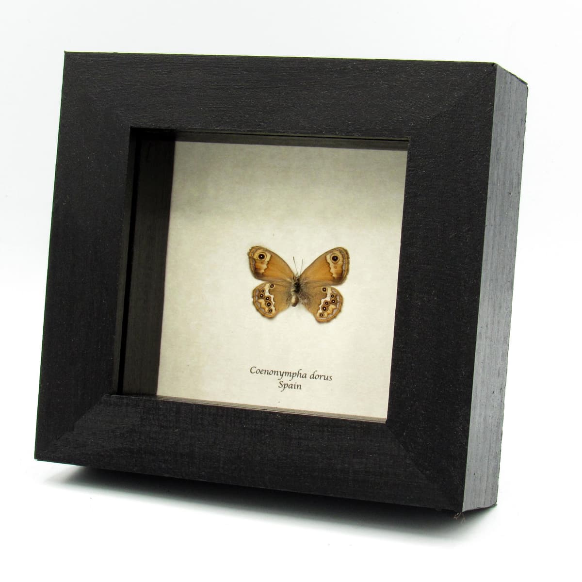 Real tiny metallic Pearly Heath butterfly framed taxidermy - Coenonympha dorus