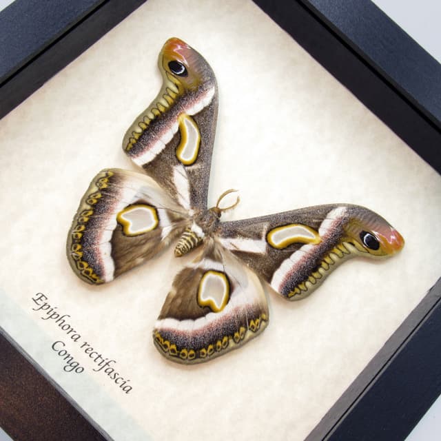 Rare Saturn moth framed taxidermy - Epiphora rectifascia - large size
