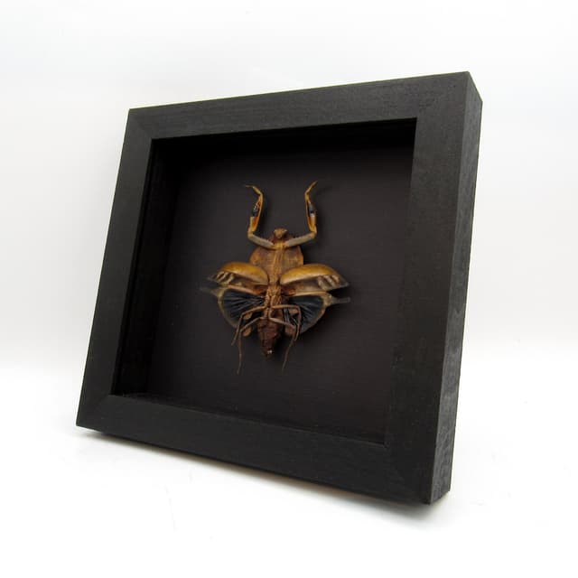 Rare Dead Leaf Mantis framed taxidermy - Deroplatys truncata - female