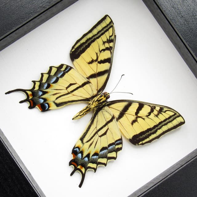 Real Two-Tailed Swallowtail framed taxidermy - Papilio multicaudata