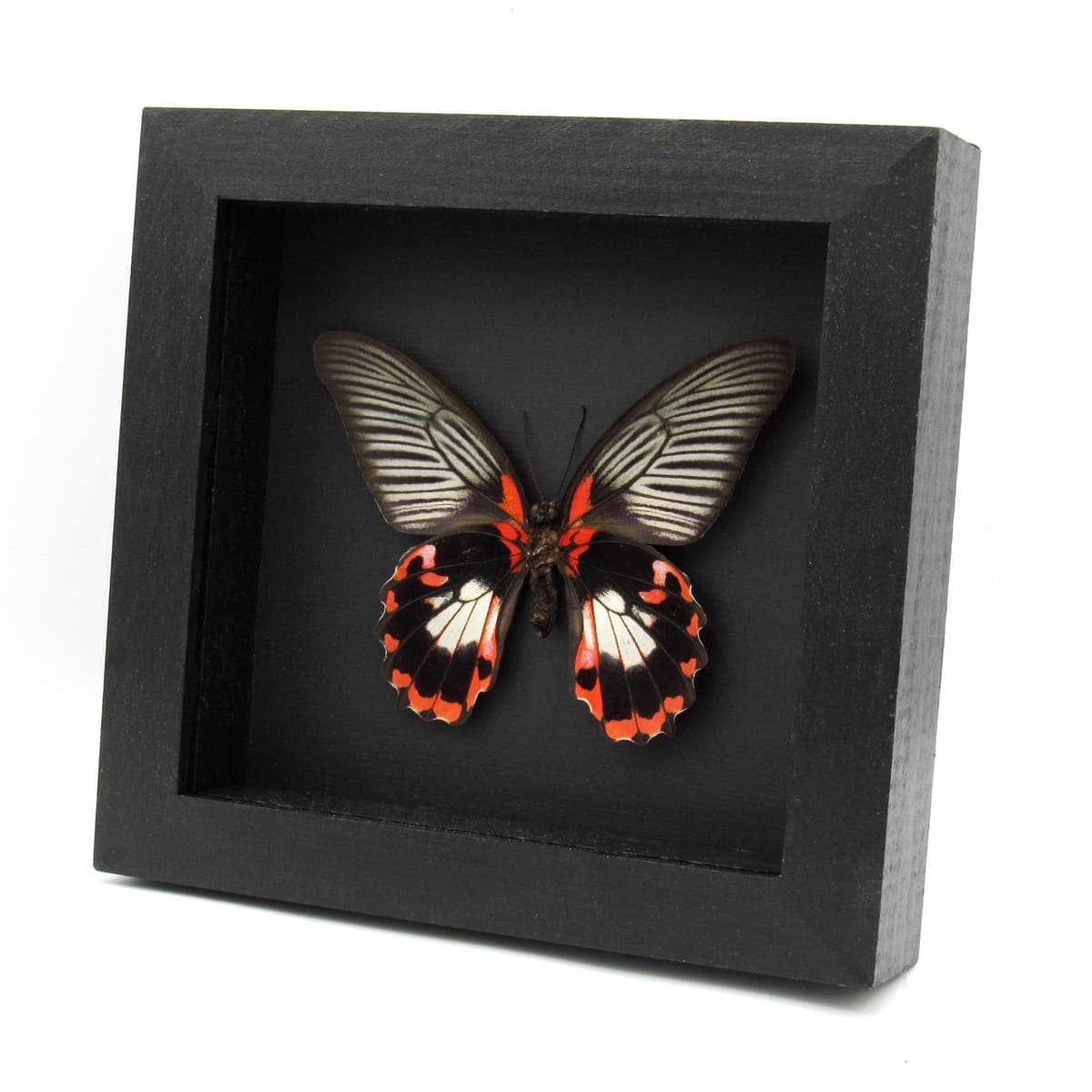 Large red Swallowtail butterfly framed taxidermy - Papilio rumanzovia - female