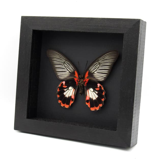 Large red Swallowtail butterfly framed taxidermy - Papilio rumanzovia - female