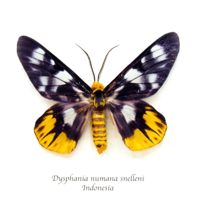 Real yellow False Tiger moth framed taxidermy - Dysphania numana snelleni