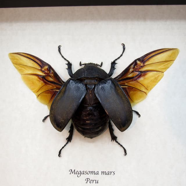 Real XL Rhinoceros beetle framed taxidermy - Megasoma mars - female
