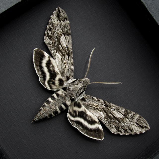 Real grey Plebeian Sphinx moth framed taxidermy - Paratrea plebeja