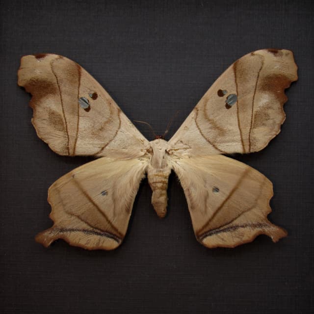 Real Giant Saturn moth framed taxidermy - Dysdaemonia boreas - female