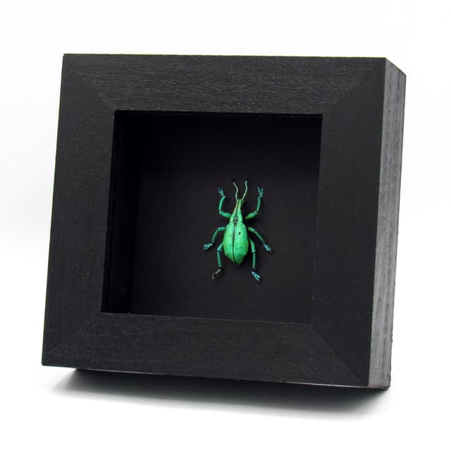 Rare glitter Weevil framed taxidermy - Eupholus prasinus - XL  - extra glitter