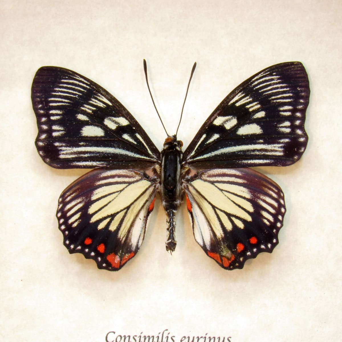 Rare Painted Courtesan butterfly framed taxidermy - Euripus consimilis eurinus