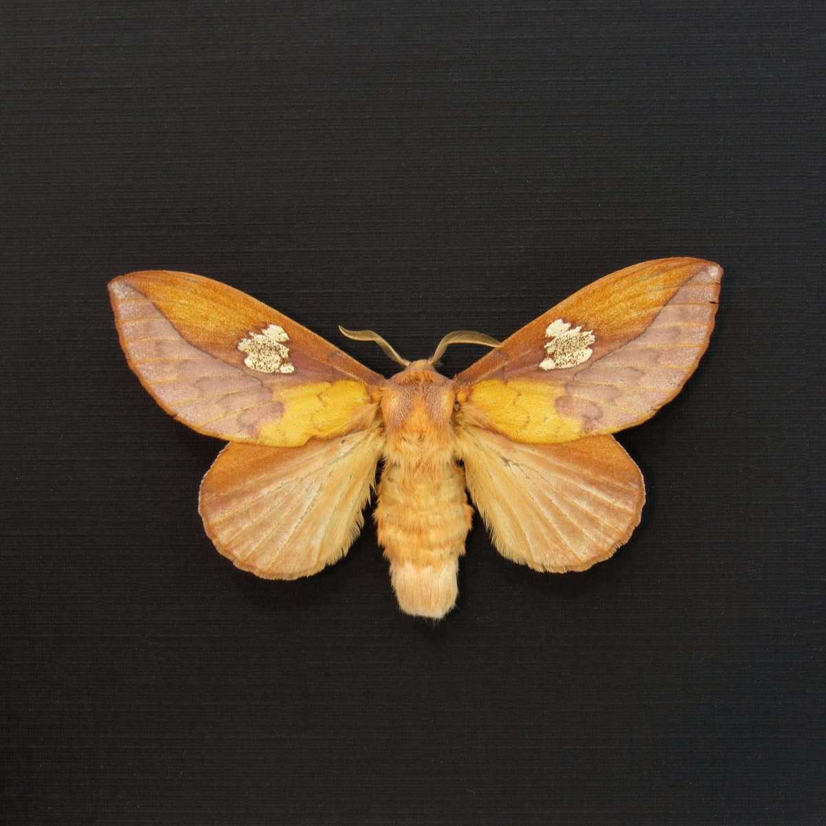 Real Leaf Mimic Snouth moth framed taxidermy - Euthrix laeta - large female