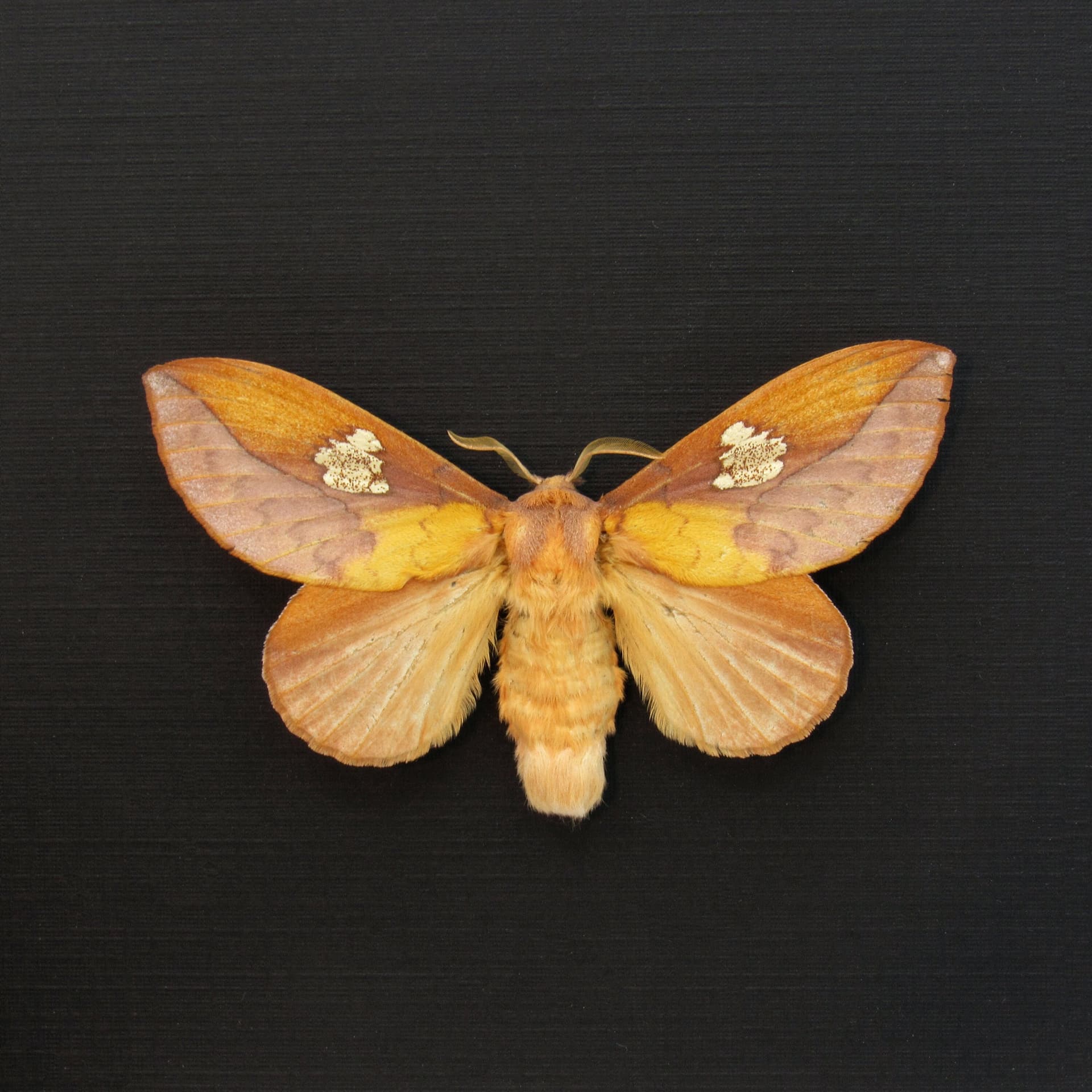 Real Leaf Mimic Snouth moth framed taxidermy - Euthrix laeta - large female