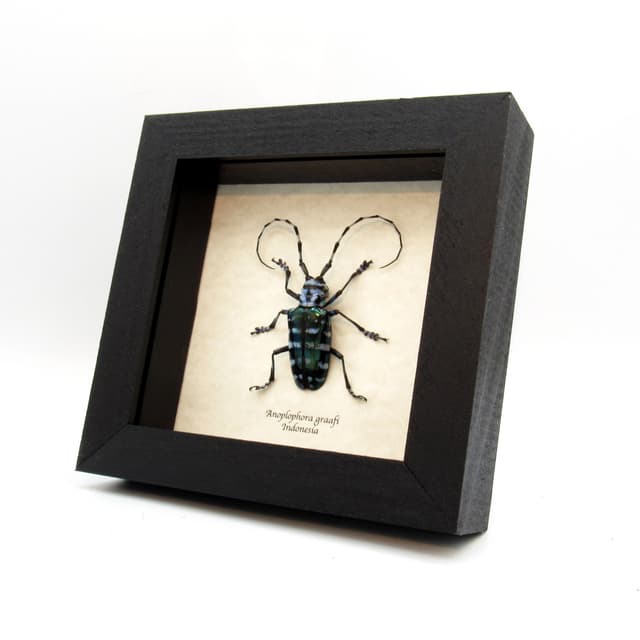 Real blue Longhorn beetle framed taxidermy - Anoplophora graafi