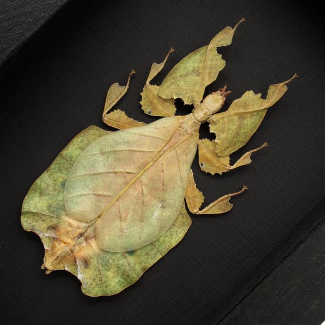Rare yellow/green Walking Leaf bug framed taxidermy - Phyllium pulchrifolium