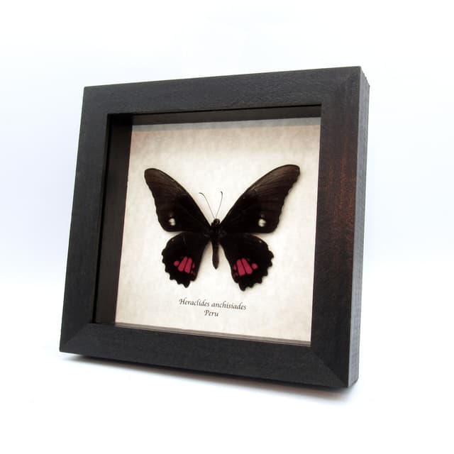 Real Ruby-spotted Swallowtail butterfly framed taxidermy - Heraclides anchisiades