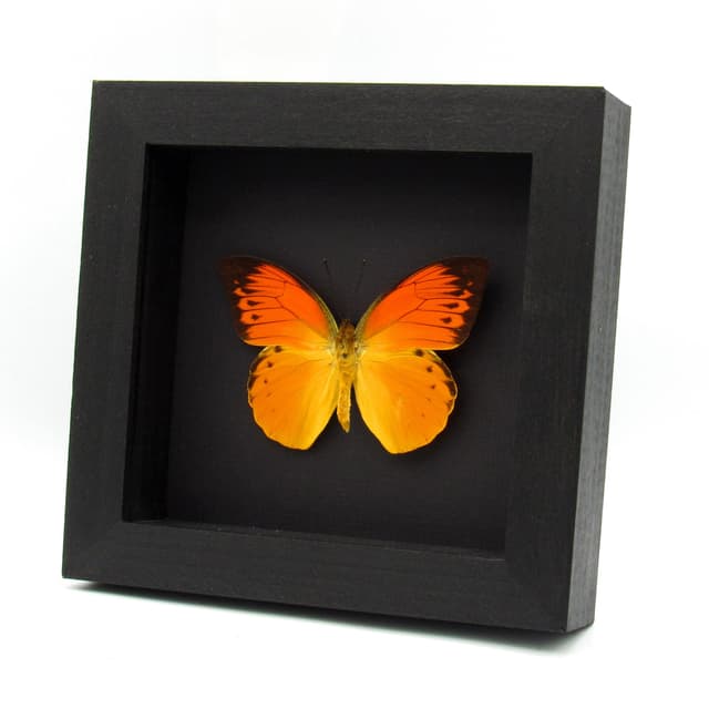Very rare neon orange butterfly framed specimen - Hebomoia leucippe detanii