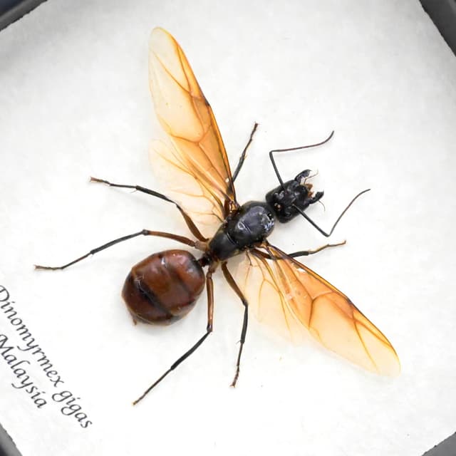 Real Giant Forest Ant framed taxidermy - Dinomyrmex gigas - winged female