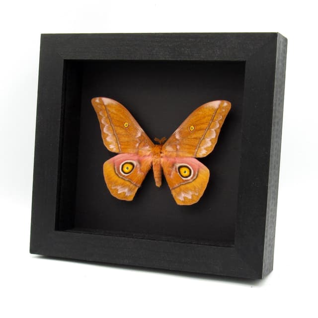 Rare Giant Emperor moth framed taxidermy - Nudaurelia anthinoides - special color form