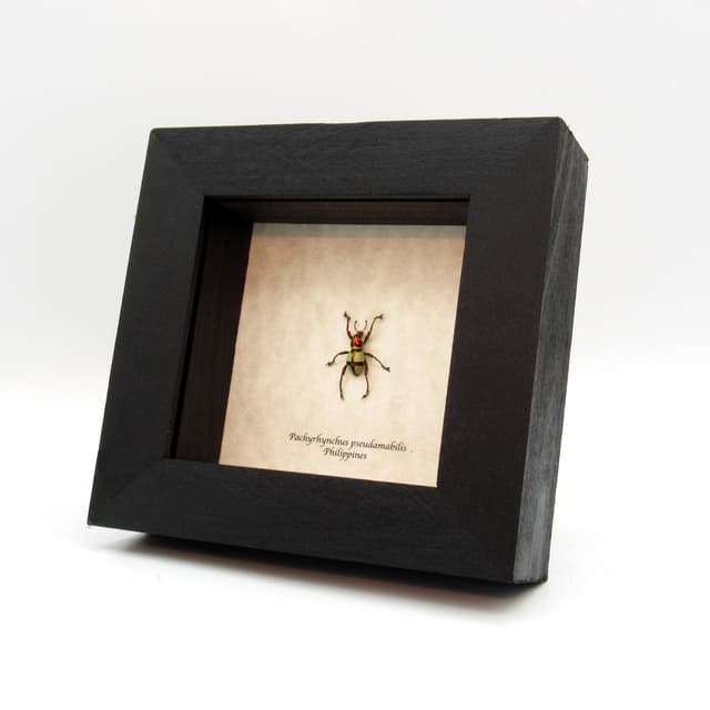 WEEVIL MANIA!  Real metallic red and green weevil framed taxidermy - Pachyrhynchus pseudamabilis