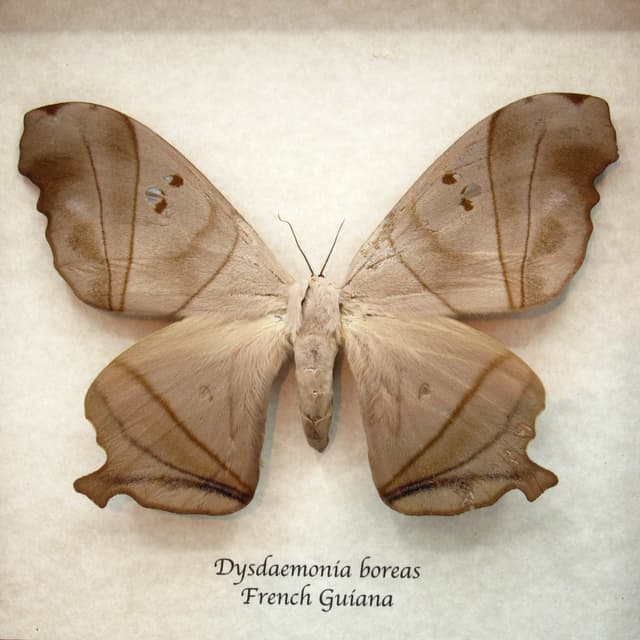 Real Giant Saturn moth framed taxidermy - Dysdaemonia boreas - female
