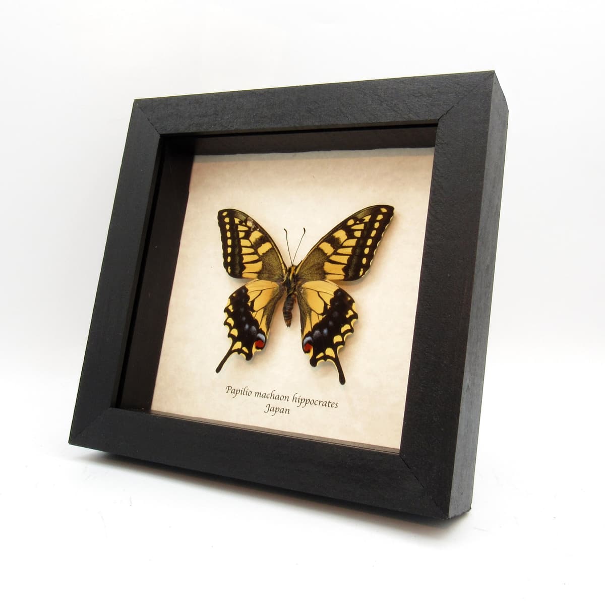 Real yellow Old World Swallowtail butterfly framed taxidermy - Papilio machaon hippocrates