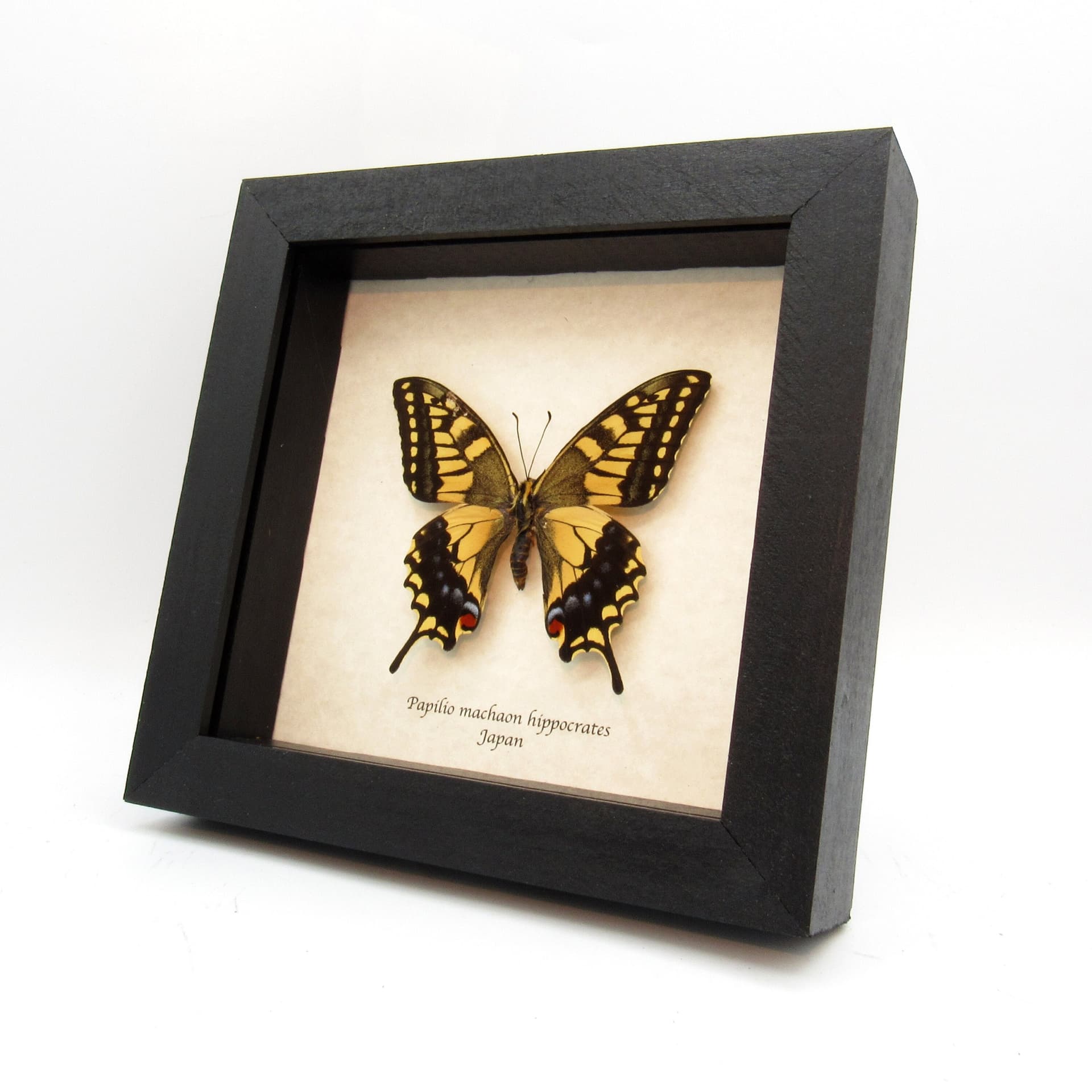 Real yellow Old World Swallowtail butterfly framed taxidermy - Papilio machaon hippocrates