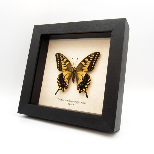 Real yellow Old World Swallowtail butterfly framed taxidermy - Papilio machaon hippocrates