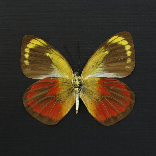 Real red Delias butterfly framed taxidermy - Delias caeneus