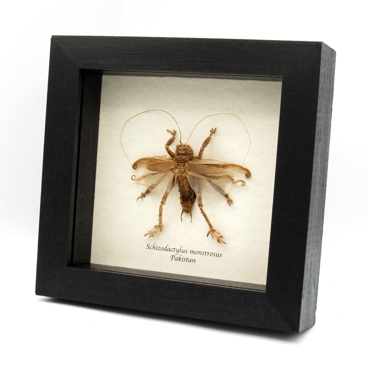 Rare Carnivorous Pakistani Desert Cricket framed taxidermy - Schizodactylus monstrosus