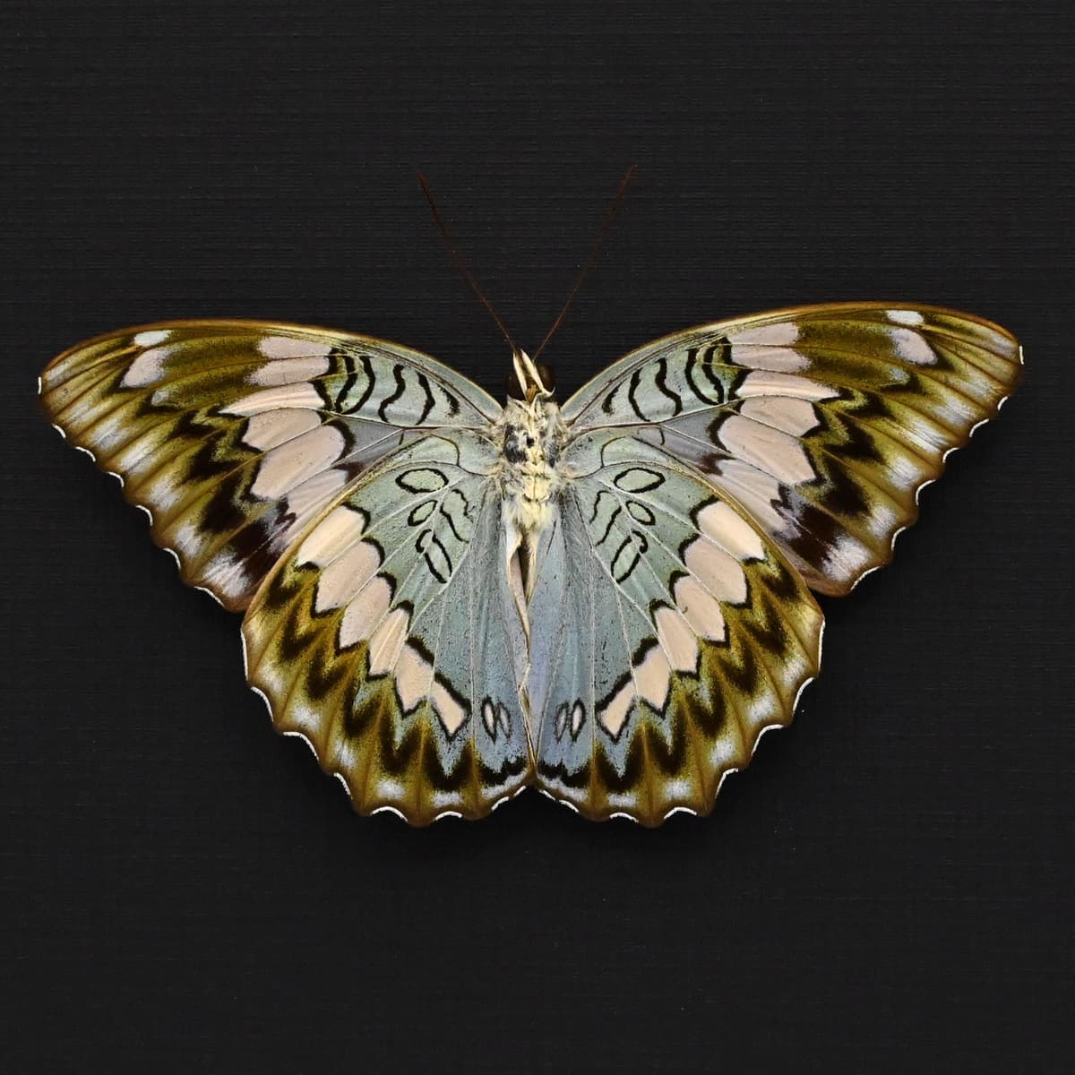 Rare real Blue Duke butterfly framed specimen - Euthalia durga - Victorian mount