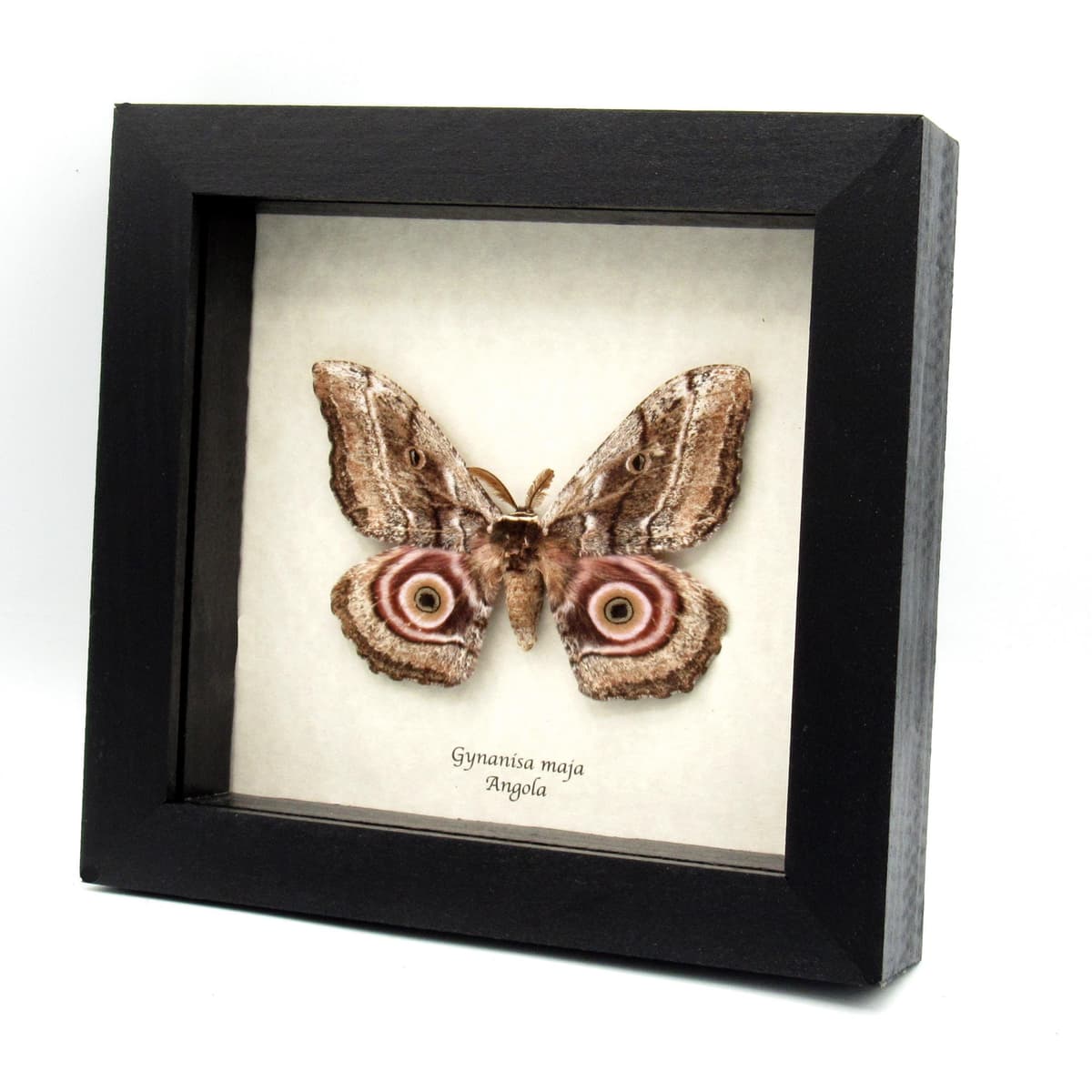 Real Speckled Emperor moth framed taxidermy - Gynanisa maja