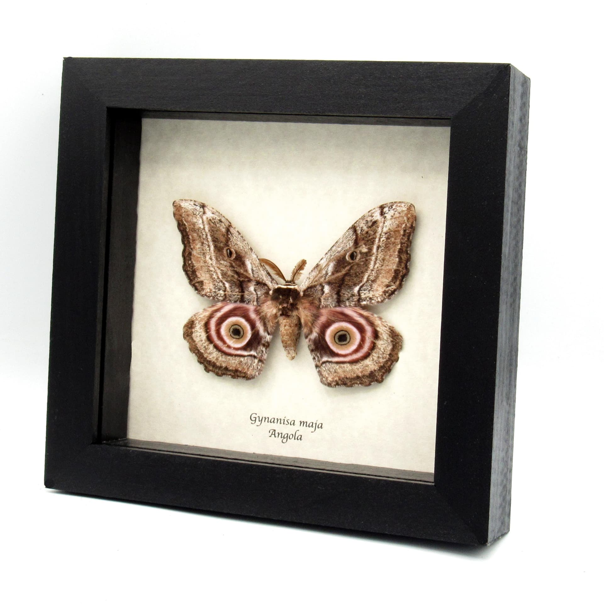 Real Speckled Emperor moth framed taxidermy - Gynanisa maja