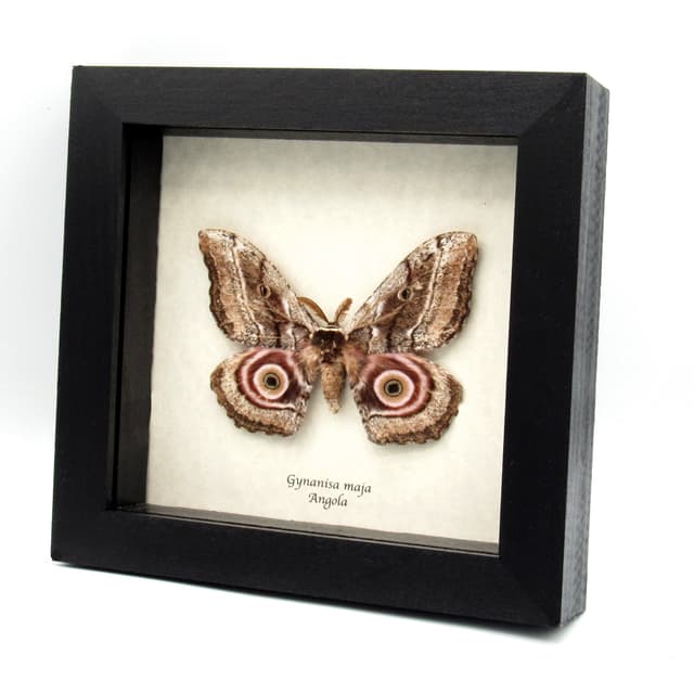Real Speckled Emperor moth framed taxidermy - Gynanisa maja