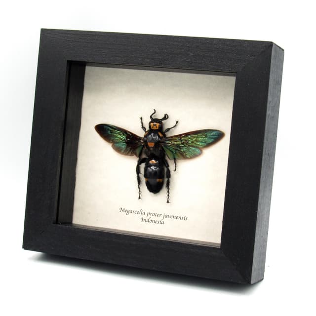 Giant XL wasp framed taxidermy - Megascolia procer javenensis - female