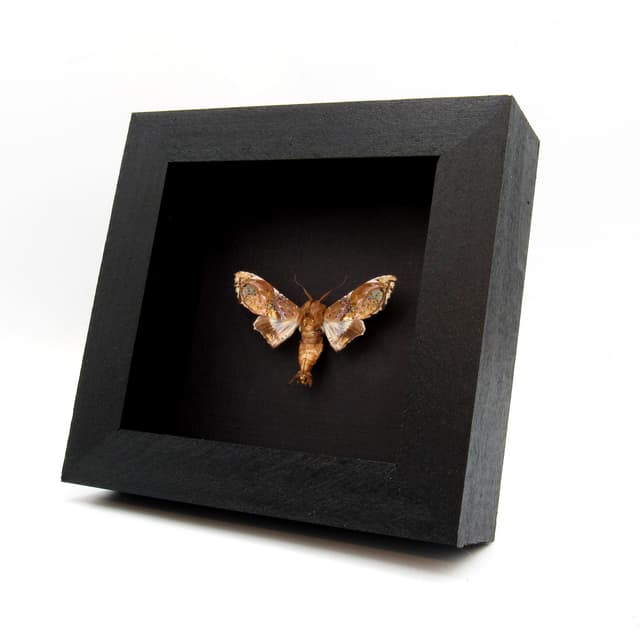Rare lavender Noctuid moth framed taxidermy - Caligatus venustissima