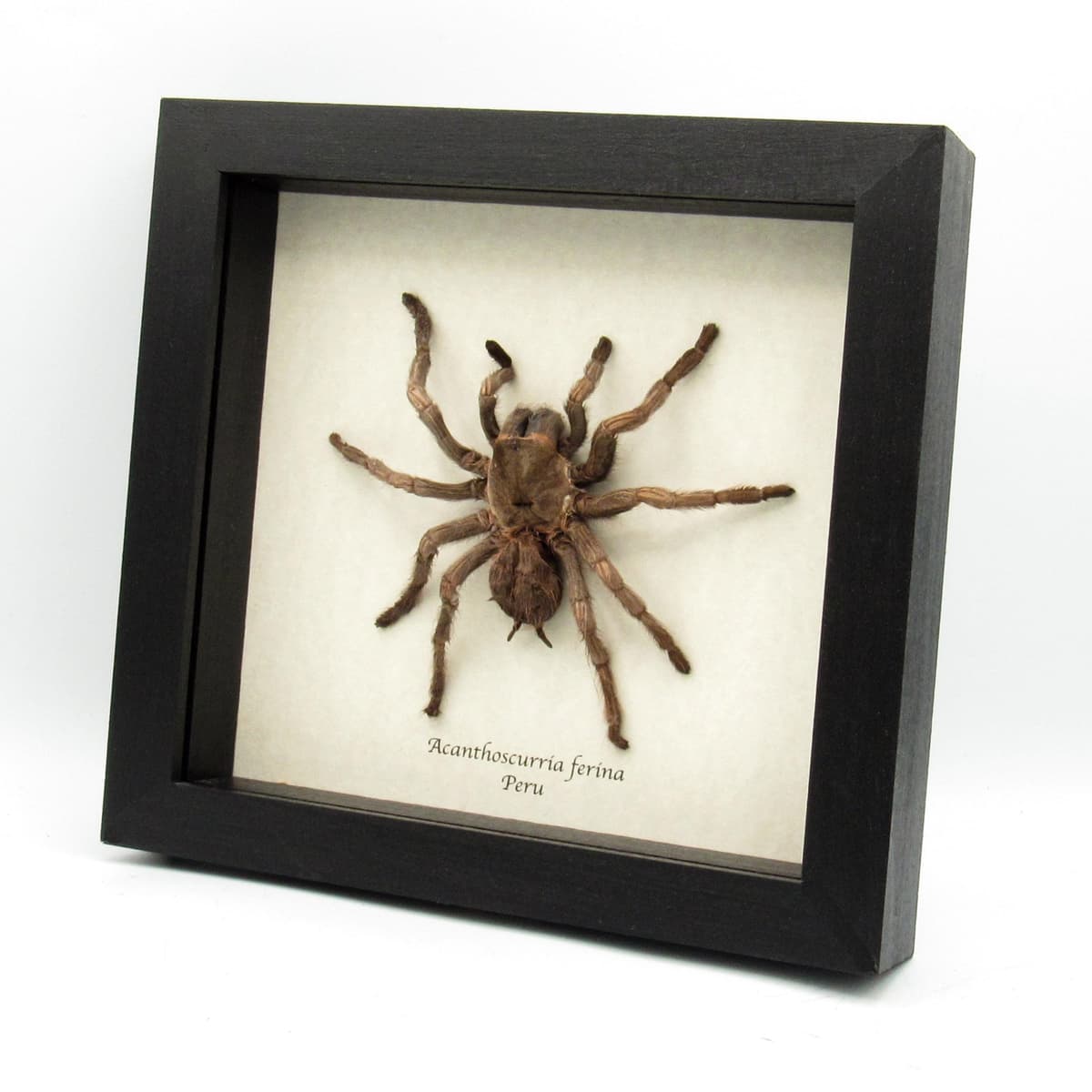 Real Rusty Birdeater Tarantula framed taxidermy - Acanthoscurria ferina - large