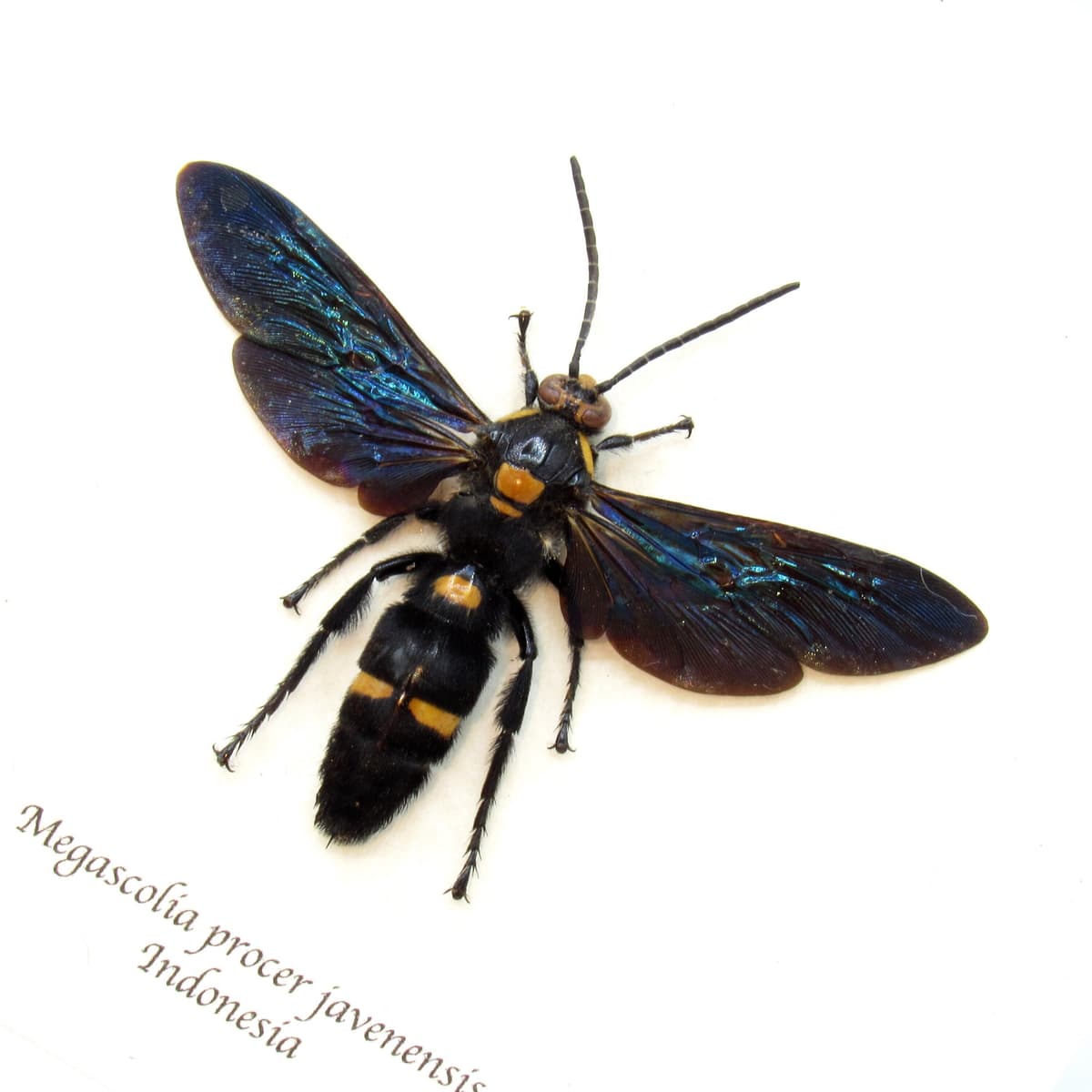 Real giant wasp framed taxidermy - Megascolia procer javanensis