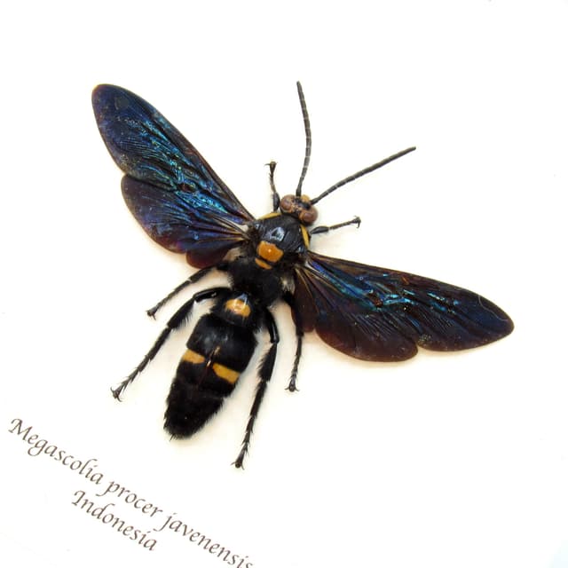 Real giant wasp framed taxidermy - Megascolia procer javanensis